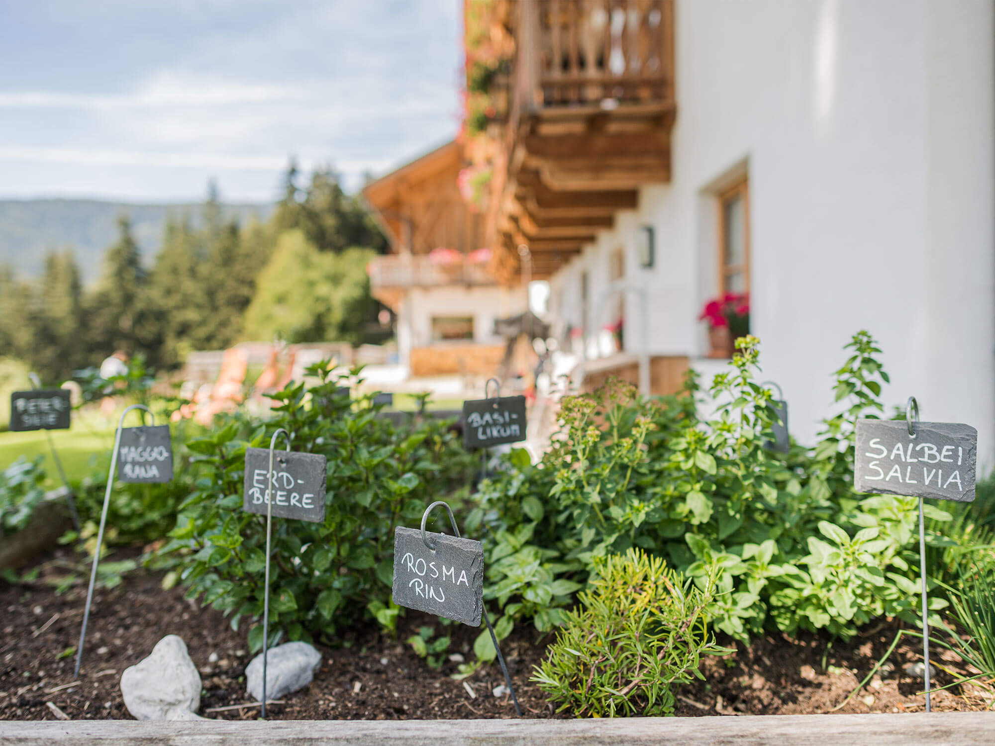 Kräuter direkt im Garten