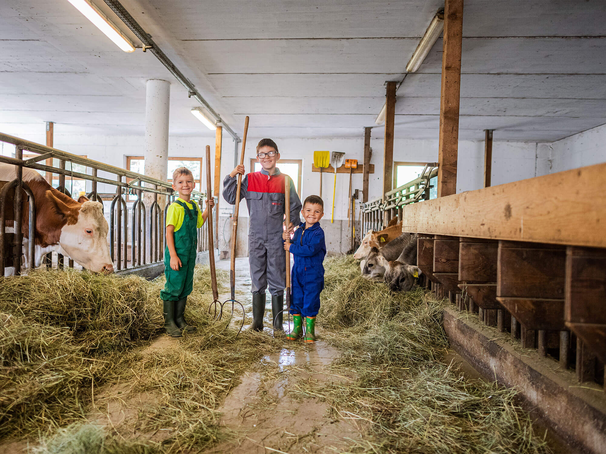 Dare una mano nella stalla