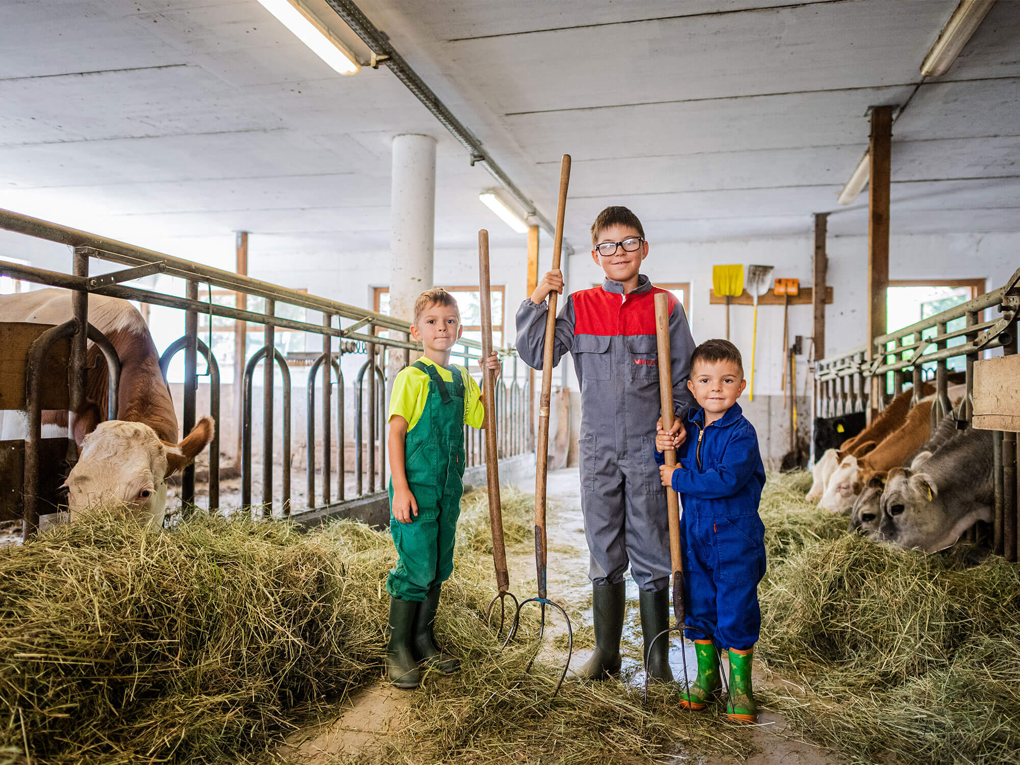 Dare una mano nella stalla