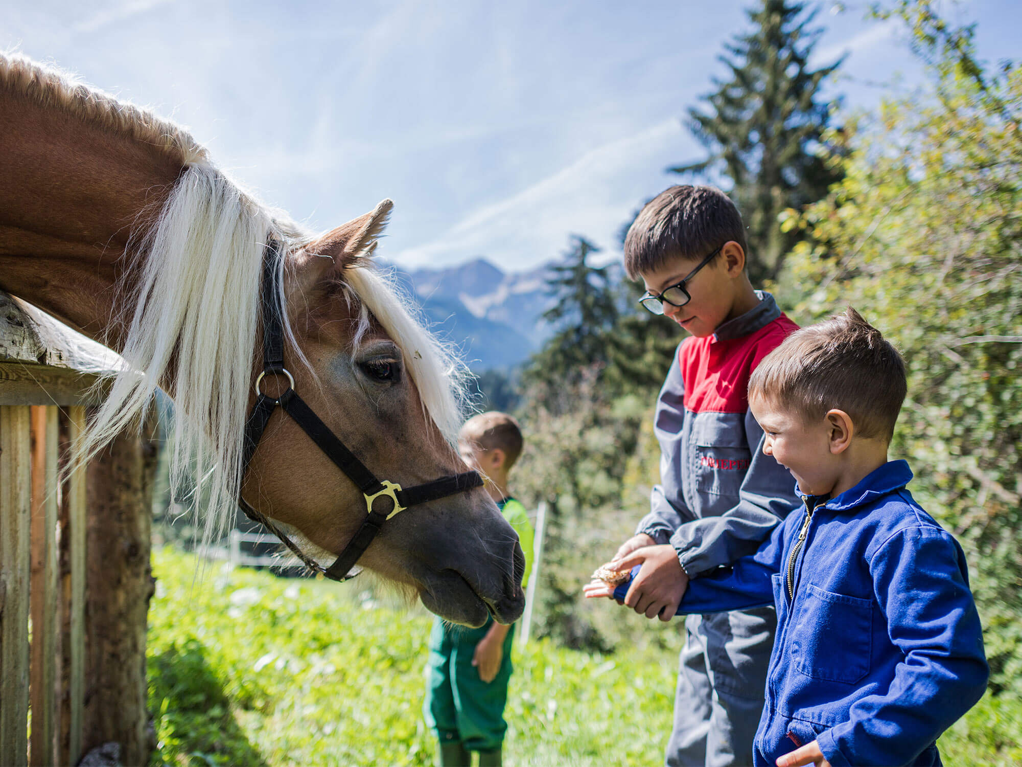 Dare da mangiare agli cavalli